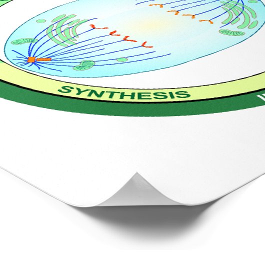 Biologische Phasen des Zellzyklus und der Mitosedi Poster (Ecke)
