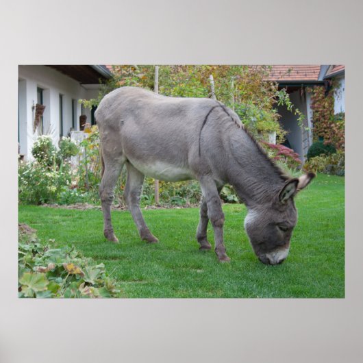 Biologische Rasenmäher auf vier Höhlen Poster (Vorne)