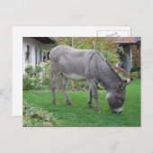 Biologische Rasenmäher auf vier Höhlen Postkarte (Vorne/Hinten)