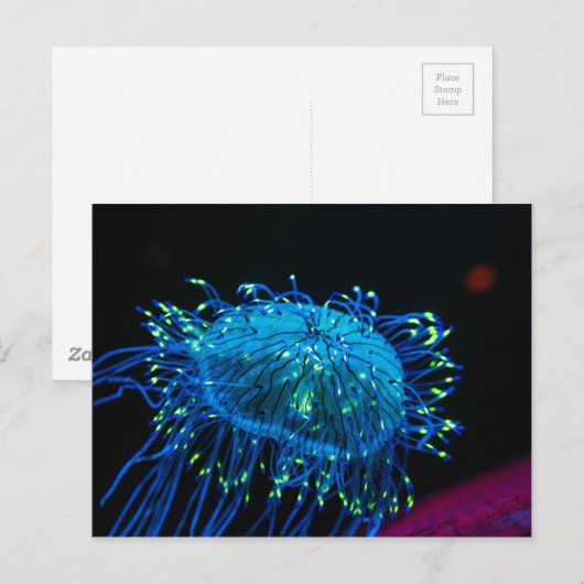 Biolumineszenz Postkarte (Vorne/Hinten)