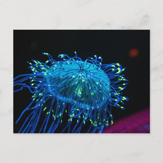 Biolumineszenz Postkarte (Vorderseite)