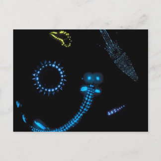 Biolumineszenz Postkarte