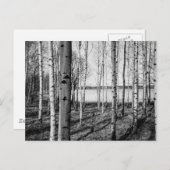 Birbäume Wald am See in Finnland Postkarte (Vorne/Hinten)