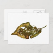 "Birch #2" Landstraßen Postkarte (Vorne/Hinten)