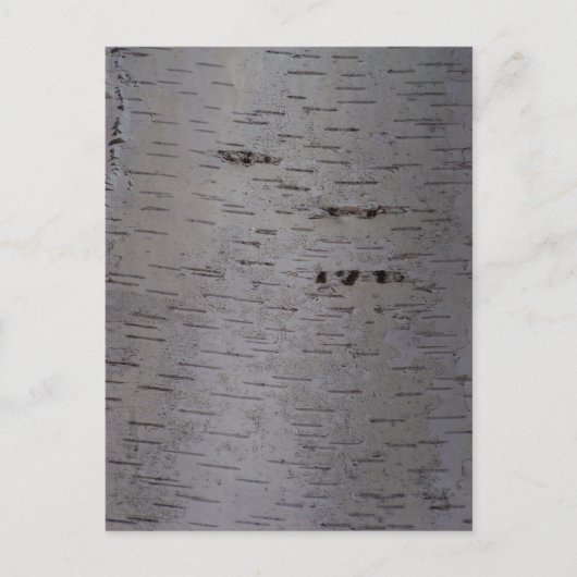 Birch Bark Postkarte (Vorderseite)