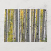 Birch-Baumherz initialisiert rustikale Honeymoon-F Einladungspostkarte (Rückseite)