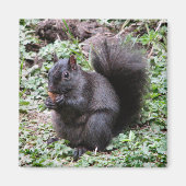 BIRCH BAY SQUIRREL MAGNET (Vorne)