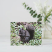 BIRCH BAY SQUIRREL POSTKARTE (Stehend Vorderseite)