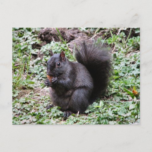 BIRCH BAY SQUIRREL POSTKARTE (Vorderseite)