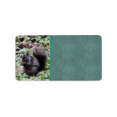 Birch-Eichhörnchen Adressaufkleber (Vorne)