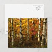 Birch Forest Postcard Postkarte (Vorne/Hinten)