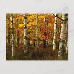 Birch Forest Postcard Postkarte