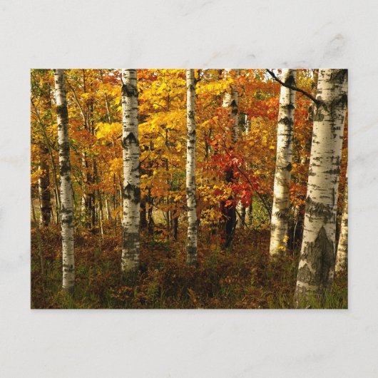 Birch Forest Postcard Postkarte (Vorderseite)