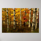 Birch Forest Poster (Vorne)