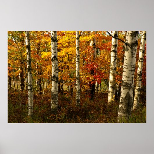 Birch Forest Poster (Vorne)