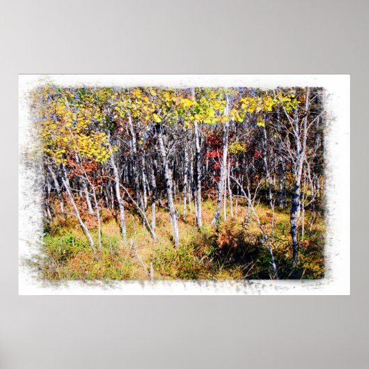 Birch Forest Print Poster (Vorne)