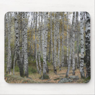 Birch Forrest Foto auf Mousepad