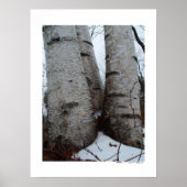 Birch Grove Poster (Vorne)