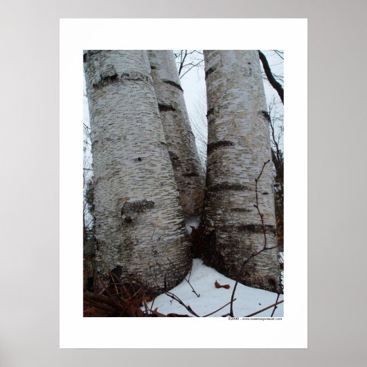 Birch Grove Poster (Vorne)