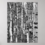 Birch Grove Poster (Vorne)