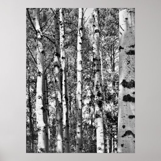 Birch Grove Poster (Vorne)
