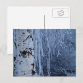 Birch im Winter weinen Postkarte (Vorne/Hinten)