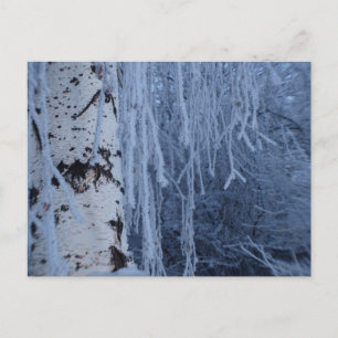 Birch im Winter weinen Postkarte