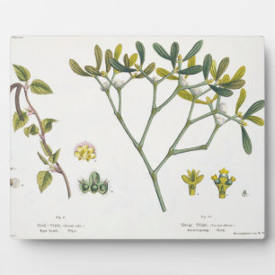 Birch (links) und Mistletoe (rechts), Abb. 9 und 1 Fotoplatte
