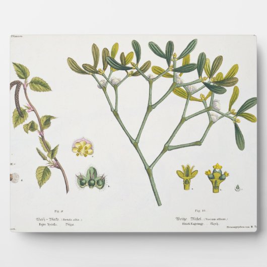 Birch (links) und Mistletoe (rechts), Abb. 9 und 1 Fotoplatte (Vorderseite)