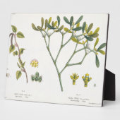 Birch (links) und Mistletoe (rechts), Abb. 9 und 1 Fotoplatte (Seite)
