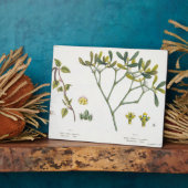 Birch (links) und Mistletoe (rechts), Abb. 9 und 1 Fotoplatte (Seite)