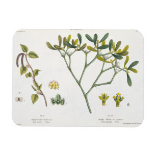 Birch (links) und Mistletoe (rechts), Abb. 9 und 1 Magnet