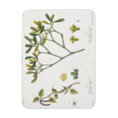 Birch (links) und Mistletoe (rechts), Abb. 9 und 1 Magnet (Vertikal)