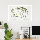 Birch (links) und Mistletoe (rechts), Abb. 9 und 1 Poster (Heimbüro)