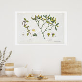 Birch (links) und Mistletoe (rechts), Abb. 9 und 1 Poster (Küche)