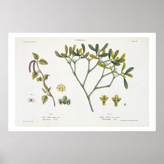Birch (links) und Mistletoe (rechts), Abb. 9 und 1 Poster (Vorne)
