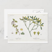 Birch (links) und Mistletoe (rechts), Abb. 9 und 1 Postkarte (Vorne/Hinten)