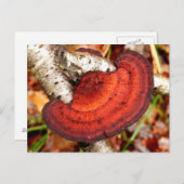 Birch Mazegill Fungus Postcard Postkarte (Vorne/Hinten)