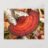 Birch Mazegill Fungus Postcard Postkarte (Vorderseite)