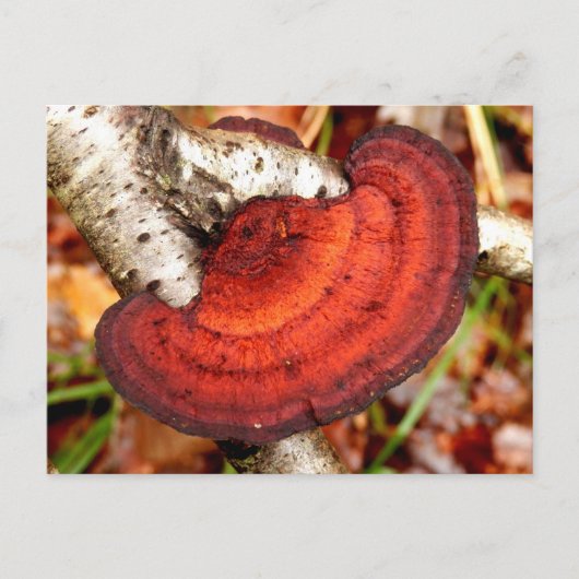Birch Mazegill Fungus Postcard Postkarte (Vorderseite)