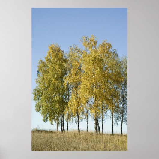 Birch Poster (Vorne)