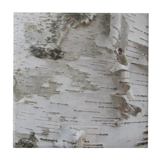 Birch Tree Bark Peeled Old Foto Fliese (Vorderseite)