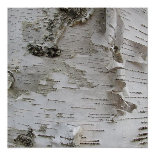 Birch Tree Bark Peeled Old Foto Poster (Vorderseite)