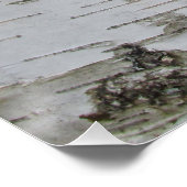 Birch Tree Bark Peeled Old Foto Poster (Ecke)