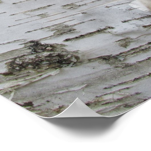 Birch Tree Bark Peeled Old Foto Poster (Ecke)