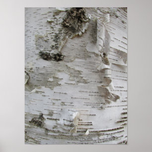 Birch Tree Bark Peeled Old Foto Poster