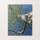 Birch Tree Crown Foto - Puzzle (Vertikal)