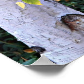 Birch Tree Face Nature Poster (Ecke)