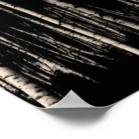 Birch Tree Forest in Sepia Poster (Ecke)