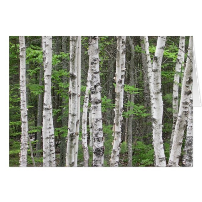 Birch Tree Forest, Maine (Vorderseite (Horizontal))